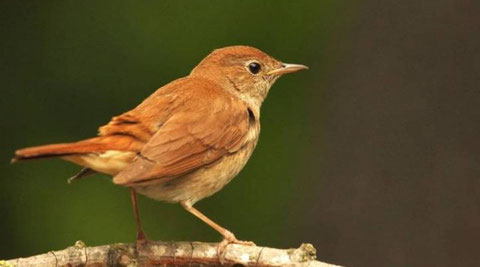 FOTO da: http://antropocene.it/