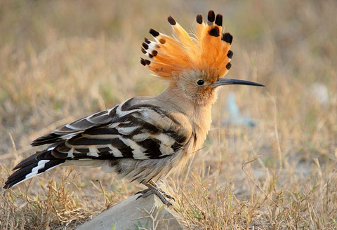 http://www.birding.in