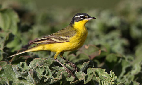 http://www.surfbirds.com