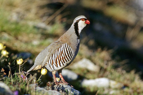 http://www.vogelwarte.ch