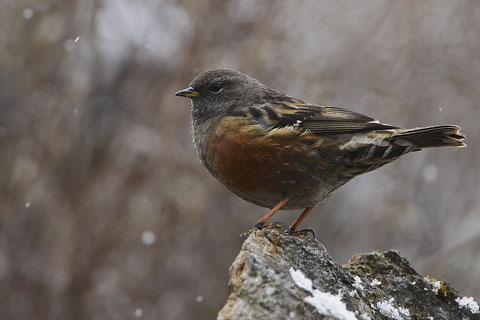 http://www.birding.in