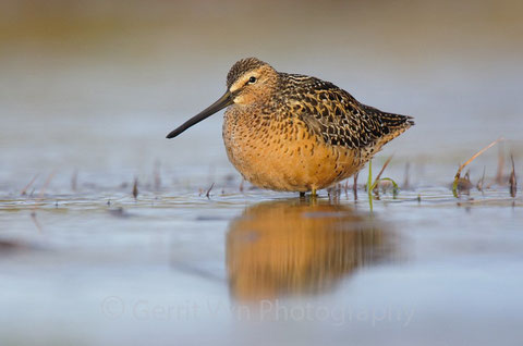 http://gerritvyn.photoshelter.com