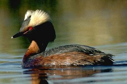 www.borealbirds.org