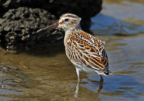 http://www.birdskorea.org