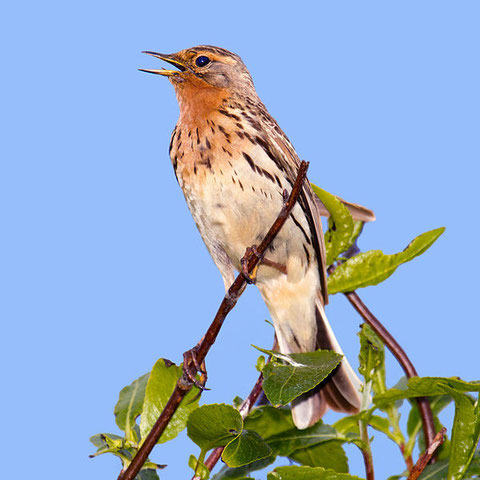http://www.bird-songs.com