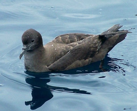 http://orientalbirdimages.org