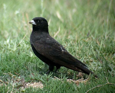 http://orientalbirdimages.org