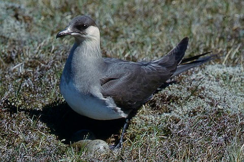 http://www.lakelandwildlife.co.uk