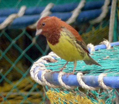 http://www.birdskoreablog.org