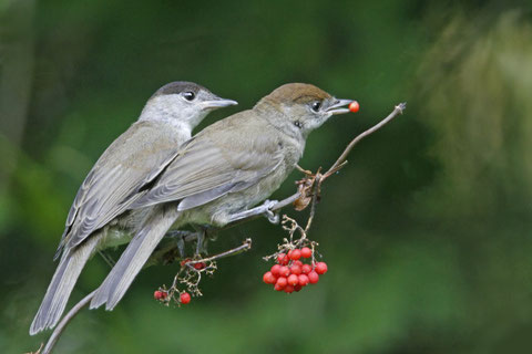 http://www.oiseaux.net/
