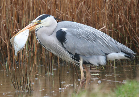 www.birdingworld.co.uk