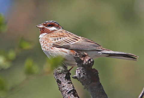 http://www.birdskorea.org