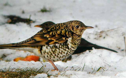http://www.birds-of-denmark.dk