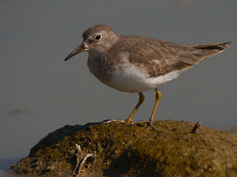 http://www.birding.in