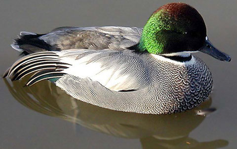http://www.birding.in