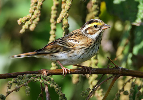 http://www.birdskorea.org