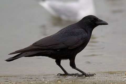 nero su nero cornuto