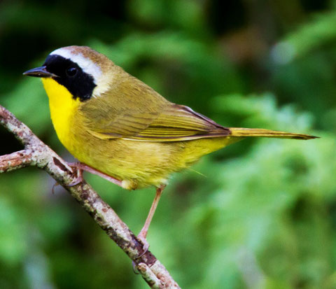 http://planetbirds.blogspot.it