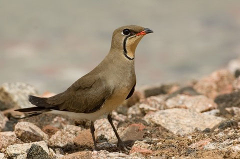 http://www.naturspesialisten.no