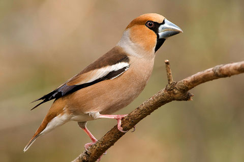 http://www.treknature.com