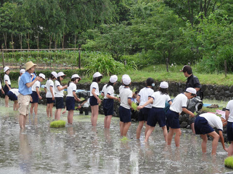 梅田スカイビルの水田にて、小学生の田植えを指導される畑先生。