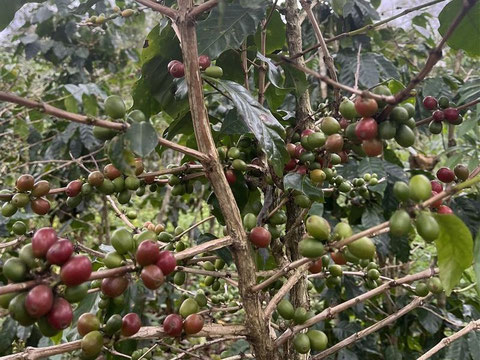 ボラベン高原のコーヒー農園