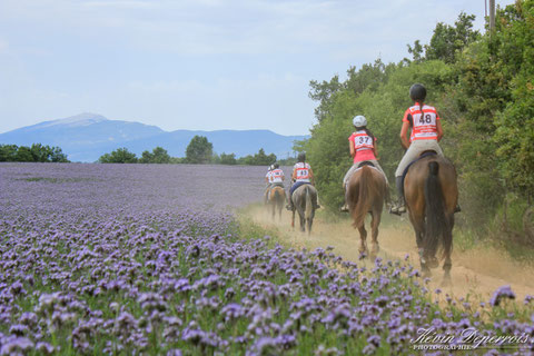 endurance équestre à Revest du Bion, juillet 2014