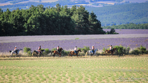 endurance équestre à Revest du Bion, juillet 2016