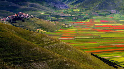 Castelluccio  la fioritura 