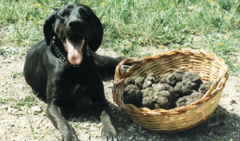 caccia al tartufo