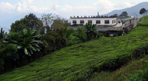 Teegarten Temi