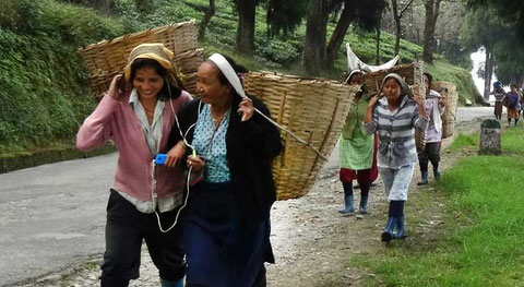 Tee-Ernte in Sikkim