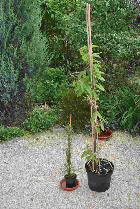 Links ein Küstensequoia (Mammutbaum) und rechts eine Marone (Esskastanie)