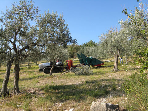 die Olivenölernte beginnt bereits