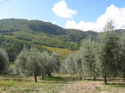 Oliven - dieses Jahr gibt es eine gute Ernte