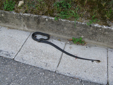 Die erste Schlange. Leider tot am Straßenrand