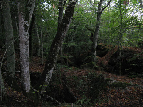 der "mystische" Wald auf dem Weg nach La Verna