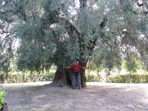 der größte und älteste Olivenbaum Europas in Canneto