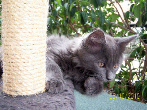 Rei - oh oh mi sembla di avel visto un gatto!