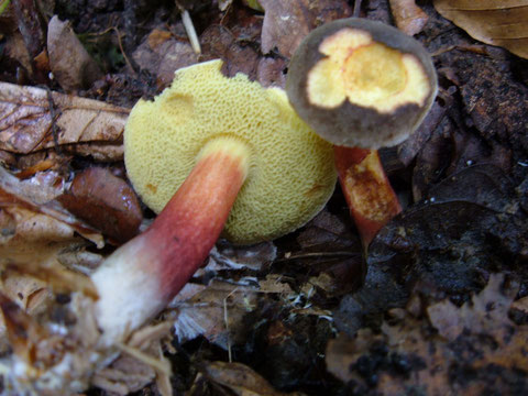 Xerocomus chrysenteron Echter Rotfußröhrling