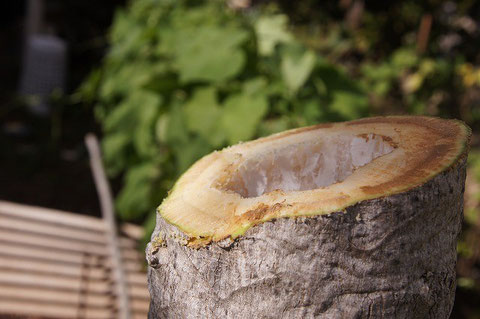 I cut the tree, thinking of future harvest.