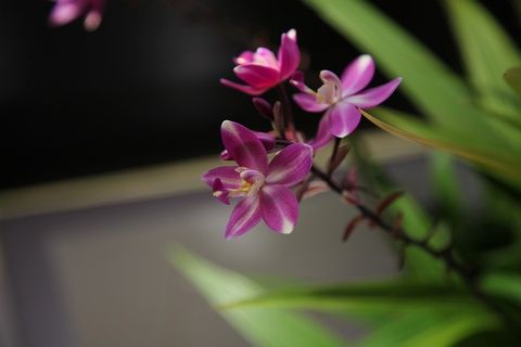 Spathoglottis "Berry Banana"