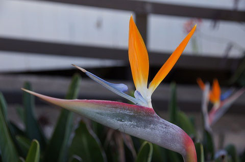 The first day....it opened!    Two orange bracts and blue flower is one set.