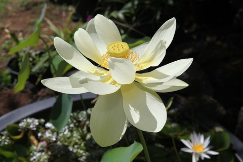 3rd Day flower on September 1 at 10:30 a.m.
