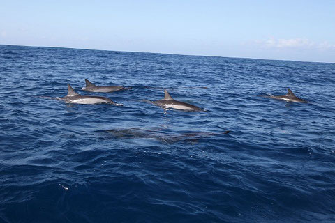 We met groups of dolphin four times.