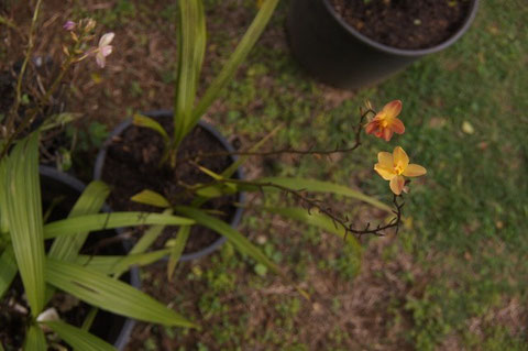 Spathoglottis Orange.