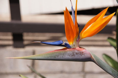 A few days later...another set of two orange bracts and blue flower appeared.  Blue became darker than the first blue.