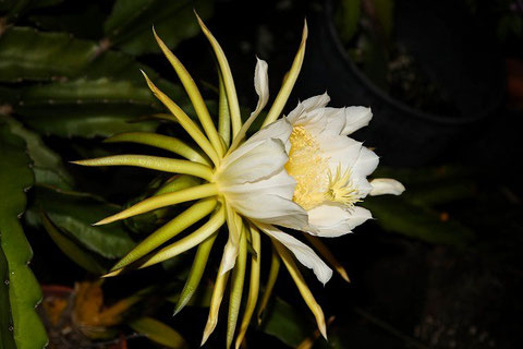 Night Blooming flower!