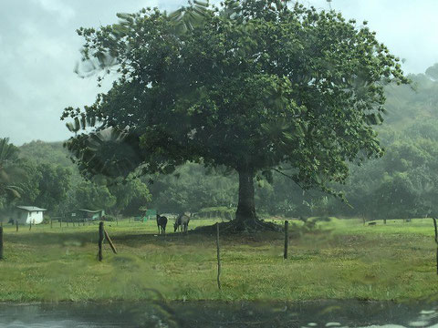 Heavy rain! I saw horses ran to...under the tree. This is the best way to do when it rained.