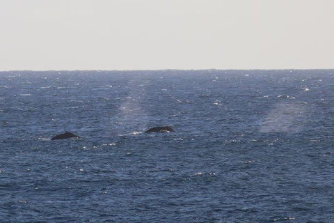 They never showed me breaching but glad to see their blowings since I saw them last time in March this year.